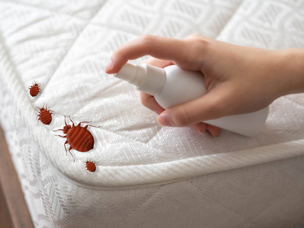 Best Flea Control Services  in Steele Creek, AK